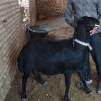 قوچ و بره قوچی ،میش