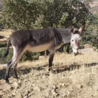 الاغ گله ای