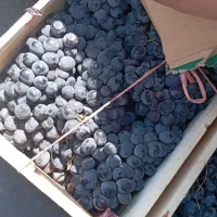 انگور شانی دیم سردشت.سنندج|خوردنی و آشامیدنی|اصفهان, رسالت|دیوار