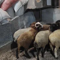 فروش بره گوسفند نر وماده|حیوانات مزرعه|رویان, |دیوار