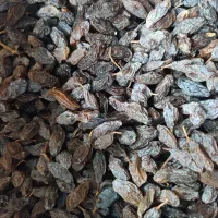 مویز|خوردنی و آشامیدنی|شیراز, دشت چنار|دیوار