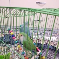 طوطی برزیلی