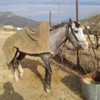 فروش ۲ تا اسب|اسب و تجهیزات اسب‌سواری|بانه, |دیوار