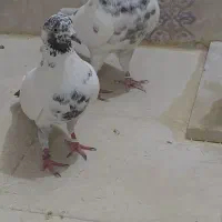 کفتر|پرنده|تهران, مظاهری|دیوار