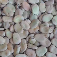 باقلا،باقله بذری و خوراکی.|عمده‌فروشی|ششده و قره بلاغ, |دیوار