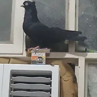 طوق سیاه الماسی و زاغ ابادانی 2تا نر|پرنده|اندیمشک, |دیوار