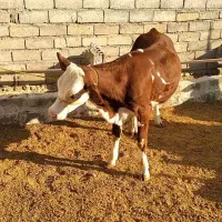 فروش گاو.گوسالع وتلیسه