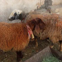 میش|حیوانات مزرعه|خمینی‌شهر, |دیوار