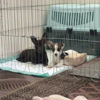 جک راسل|سگ|مشهد, ادیب نیشابوری (شهرک غرب)|دیوار