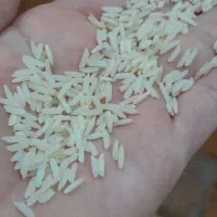 برنج شمال استان گیلان|خوردنی و آشامیدنی|تهران, تهرانپارس جنوبی|دیوار