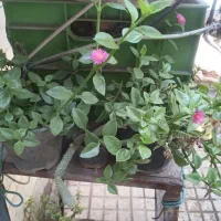 گل وگیاه