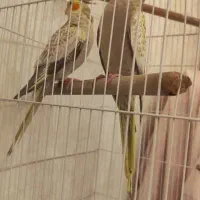 عروس هلندی نر و ماده