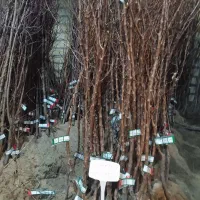 فروش نهال هال مثمر در یزد و مهریز