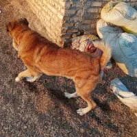 سگ‌گله