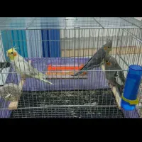 طوطی عروس|پرنده|لنگرود, |دیوار