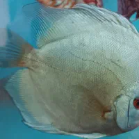 ماهی دیسکس|ماهی|تهران, منیریه|دیوار