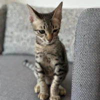 گربه نر ۶ماه|گربه|بندرعباس, |دیوار