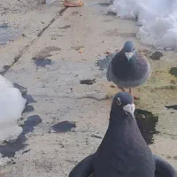 کفتر المانی|پرنده|فیروزکوه, |دیوار