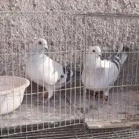 کفتر جفتی|پرنده|چترود, |دیوار