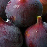 انجیر ضایعاتی