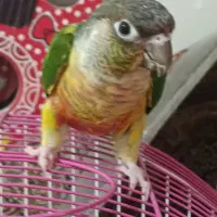 گرینچیک یلوساید