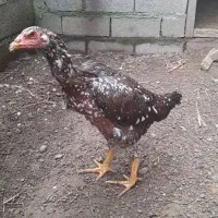 دو عدد مرغ لاری ۵ ماه نسل دار آینده دار|حیوانات مزرعه|رودسر, |دیوار