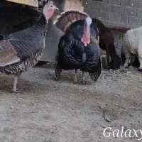 بوقلمون محلی|حیوانات مزرعه|سراوان, |دیوار