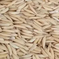 بذر شالی فجر سوزنی ۹۰روزه.قیمت ۲۰۰ تومن