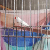 فنچ معاوضه با گلبسر یا سینه سرخ