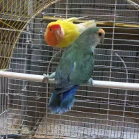 همه نوع مرغ عشق|پرنده|مشگین شهر, |دیوار