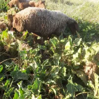 میش بره مهربانی|حیوانات مزرعه|بیستون, |دیوار