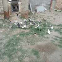 کبوتر