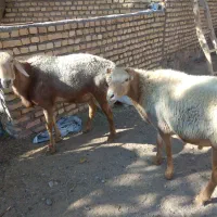 فروش دوراس قوچ چینی به زمانت پرش|حیوانات مزرعه|کوهسرخ, |دیوار