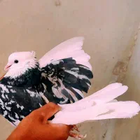 مایه کفترهای بعدازظهری کاشان