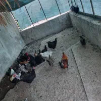 مرغ و خروس محلی|پرنده|بوشهر, |دیوار