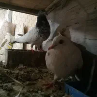 دوعدد کبوتر بالغ|پرنده|کرج, چمران|دیوار