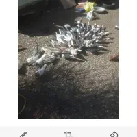 یک دسته کبوتر