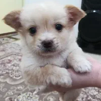 توله پاکوتاه دوماهه