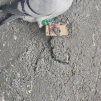 دوتا ماده سبز کرمونی هوایی قلدر|پرنده|تربت‌حیدریه, اندیشه|دیوار