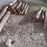 قطع وهرس خرید درخت انجیر توت بریدن درختان چوب