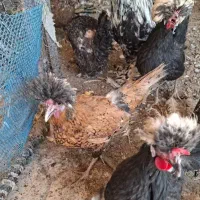 مرغ و خروس سلطان