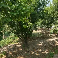 باغچه-هزار-متری-چهار-دیواری