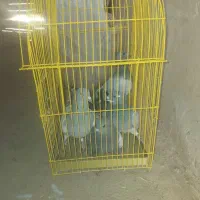 پرشی ۶ عدد|پرنده|اسفراین, |دیوار