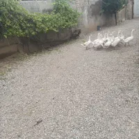 قاز