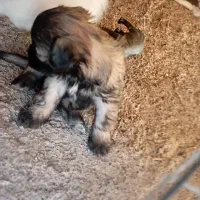 واگذاری توله شیتزو تری کالر|سگ|بم, |دیوار