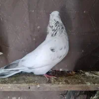 کفتر پرشی|پرنده|رباط‌کریم, رباط‌کریم|دیوار