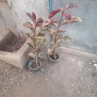 انواع فیلتوس از۱۸۰تا۲۷۰