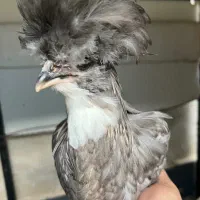 مرغ و خروس سلطان