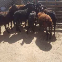 بره ماده قره قزل و افشاری|حیوانات مزرعه|اردبیل, |دیوار