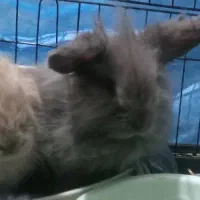 خرگوش مینیاطوری